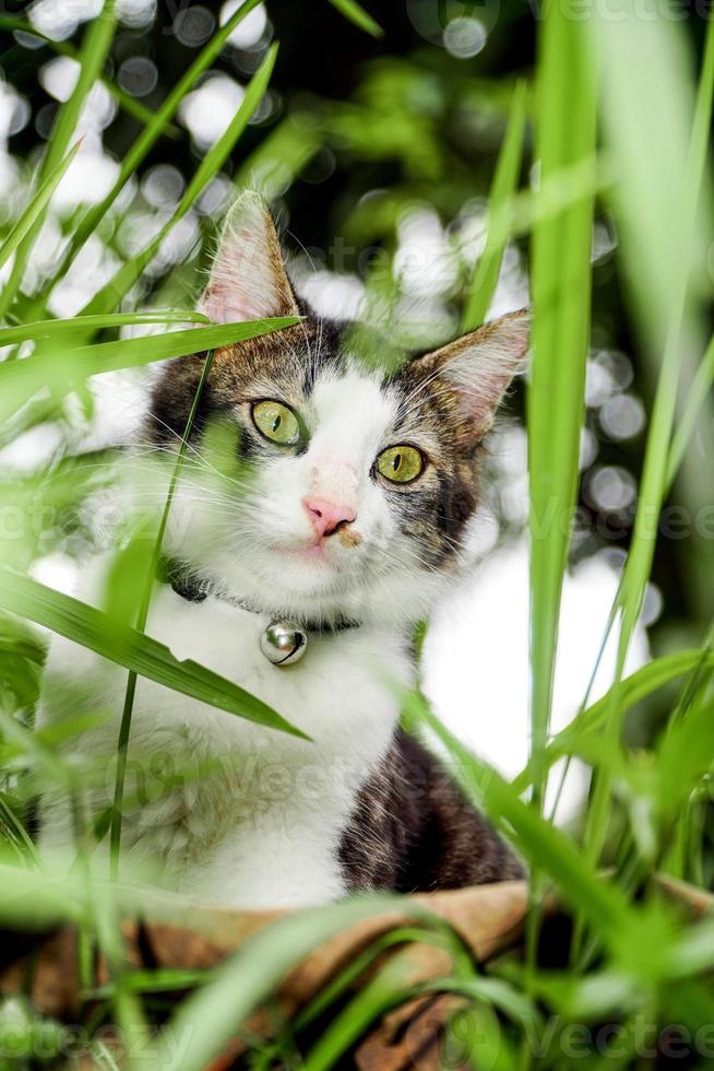 The black and white cat is playing on the green grass. Cute black and white cat playing in the weeds photo