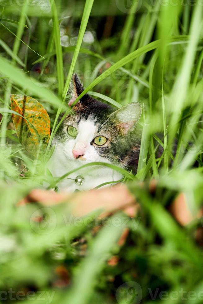 The black and white cat is playing on the green grass. Cute black and white cat playing in the weeds photo