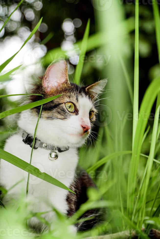 The black and white cat is playing on the green grass. Cute black and white cat playing in the weeds photo