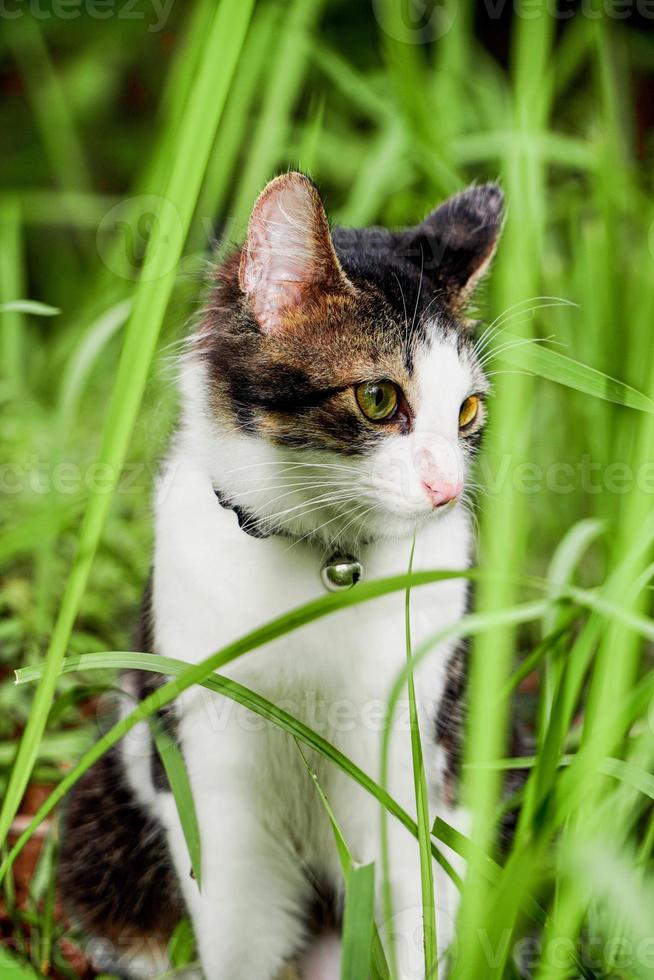 The black and white cat is playing on the green grass. Cute black and white cat playing in the weeds photo