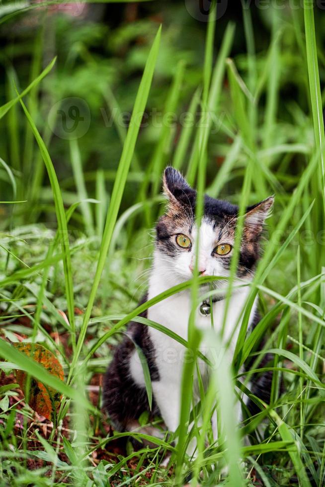 The black and white cat is playing on the green grass. Cute black and white cat playing in the weeds photo