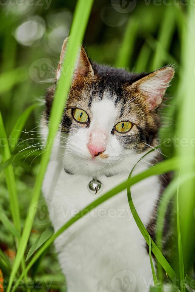 The black and white cat is playing on the green grass. Cute black and white cat playing in the weeds photo