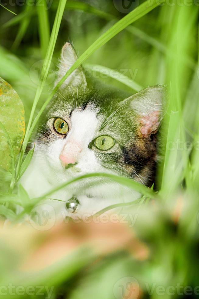 The black and white cat is playing on the green grass. Cute black and white cat playing in the weeds photo