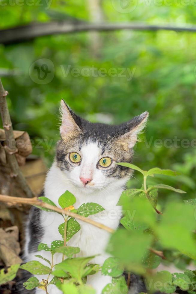The black and white cat is playing on the green grass. Cute black and white cat playing in the weeds photo
