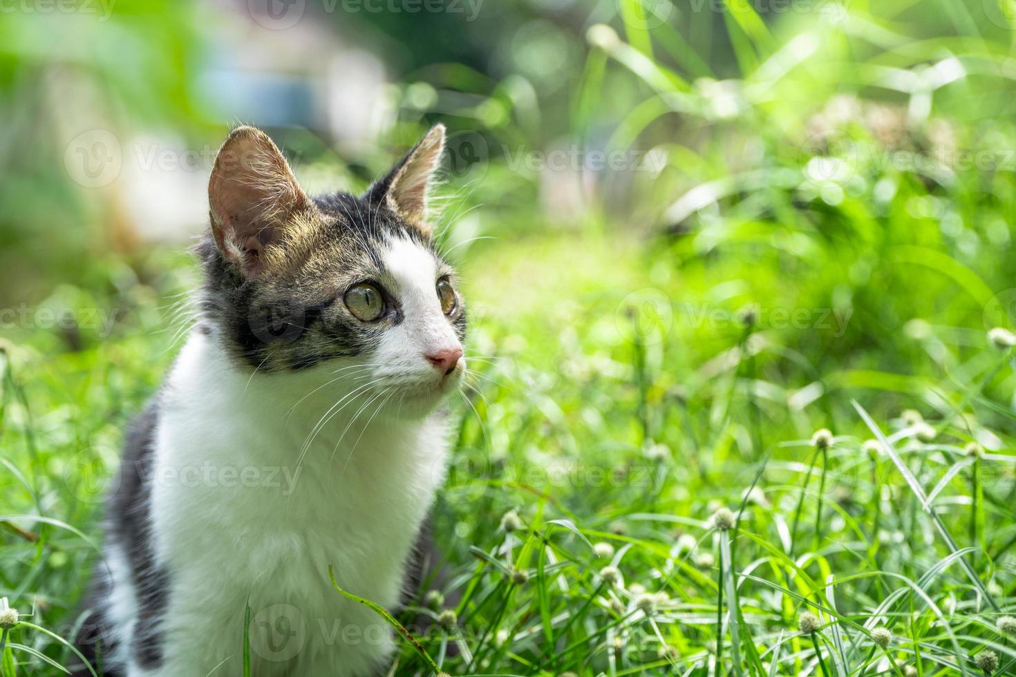 The black and white cat is playing on the green grass. Cute black and white cat playing in the weeds photo