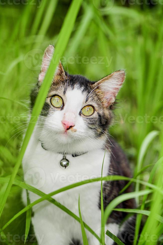The black and white cat is playing on the green grass. Cute black and white cat playing in the weeds photo