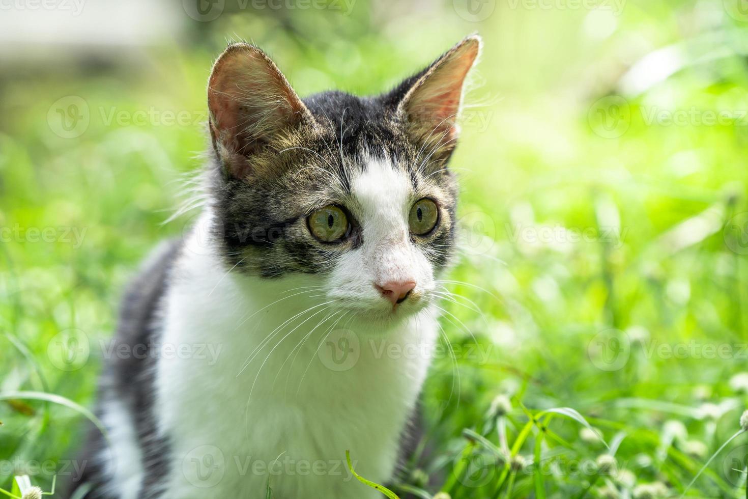 The black and white cat is playing on the green grass. Cute black and white cat playing in the weeds photo