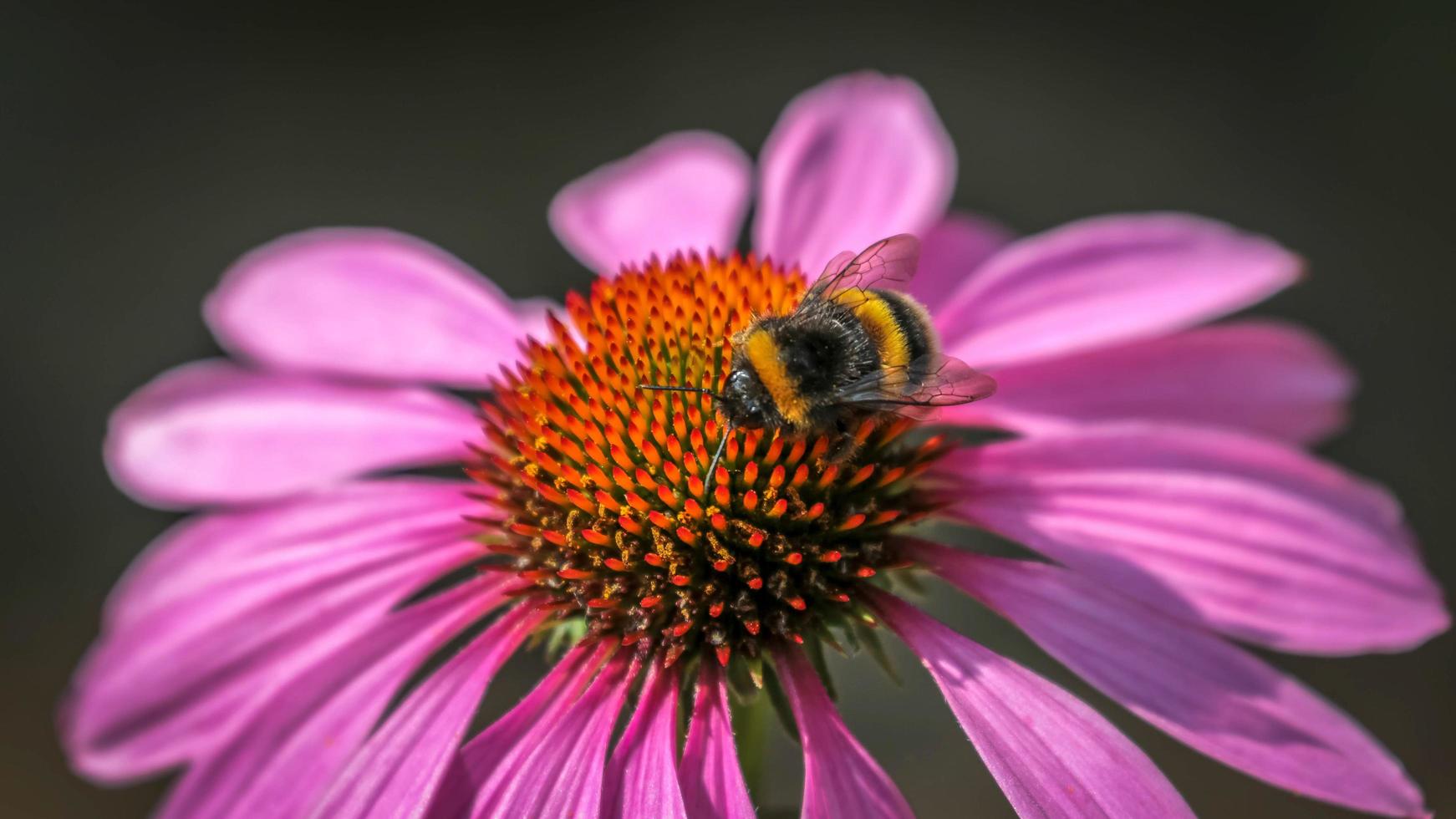 abeja en una equinácea foto