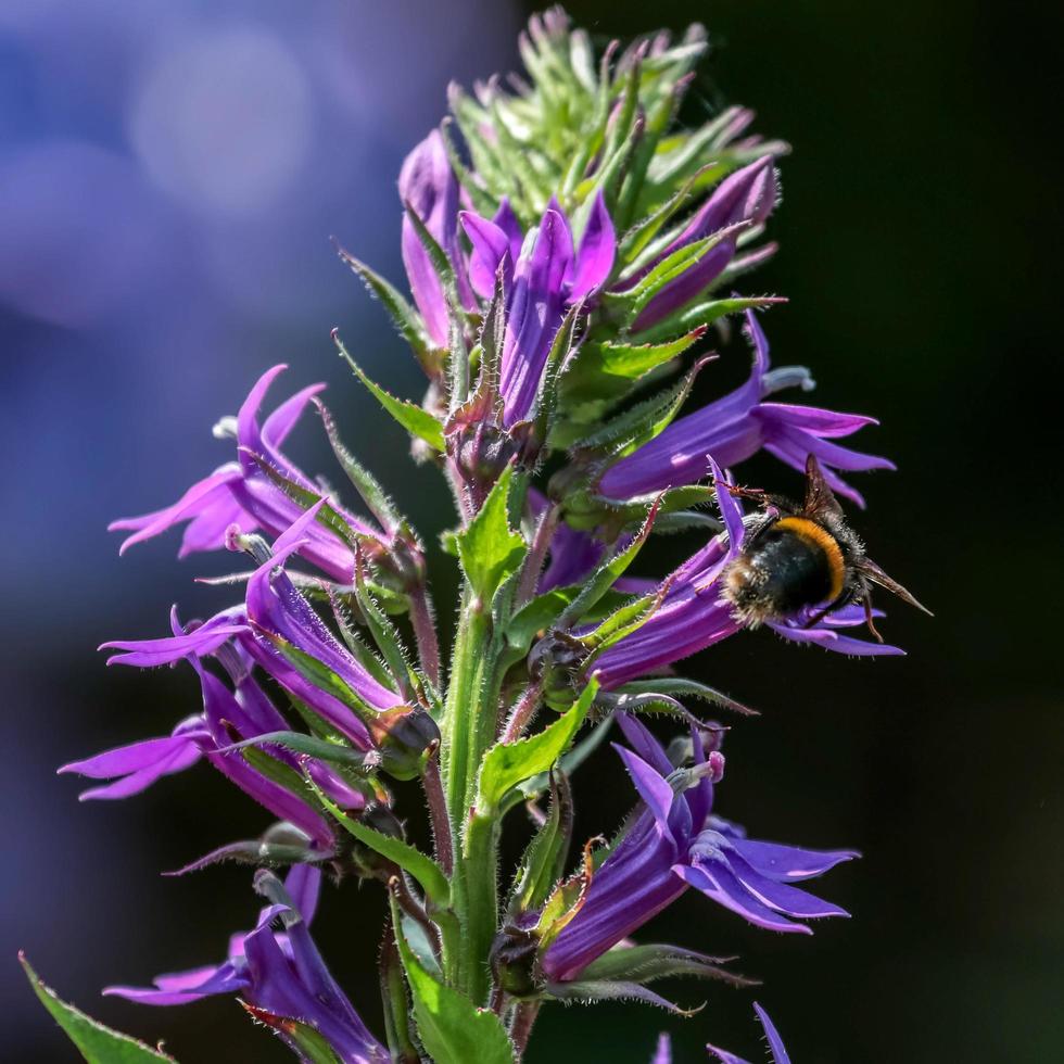 Bee feeding on a blue Lobelia photo