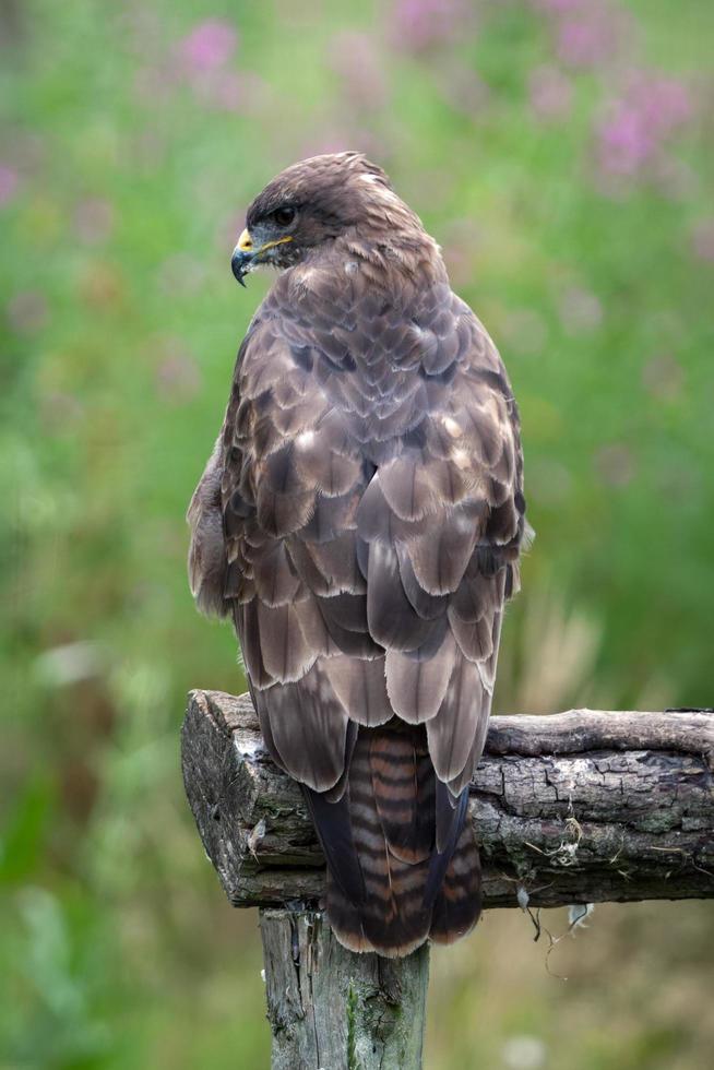 Golden Eagle  close up photo