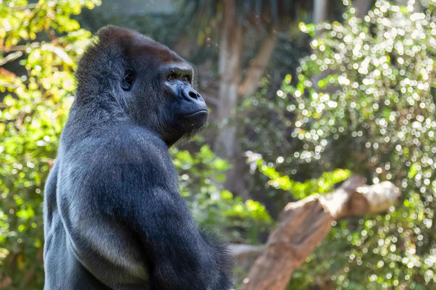 Puerto de la Cruz, Tenerife, Spain, 2011. View of a Gorilla photo