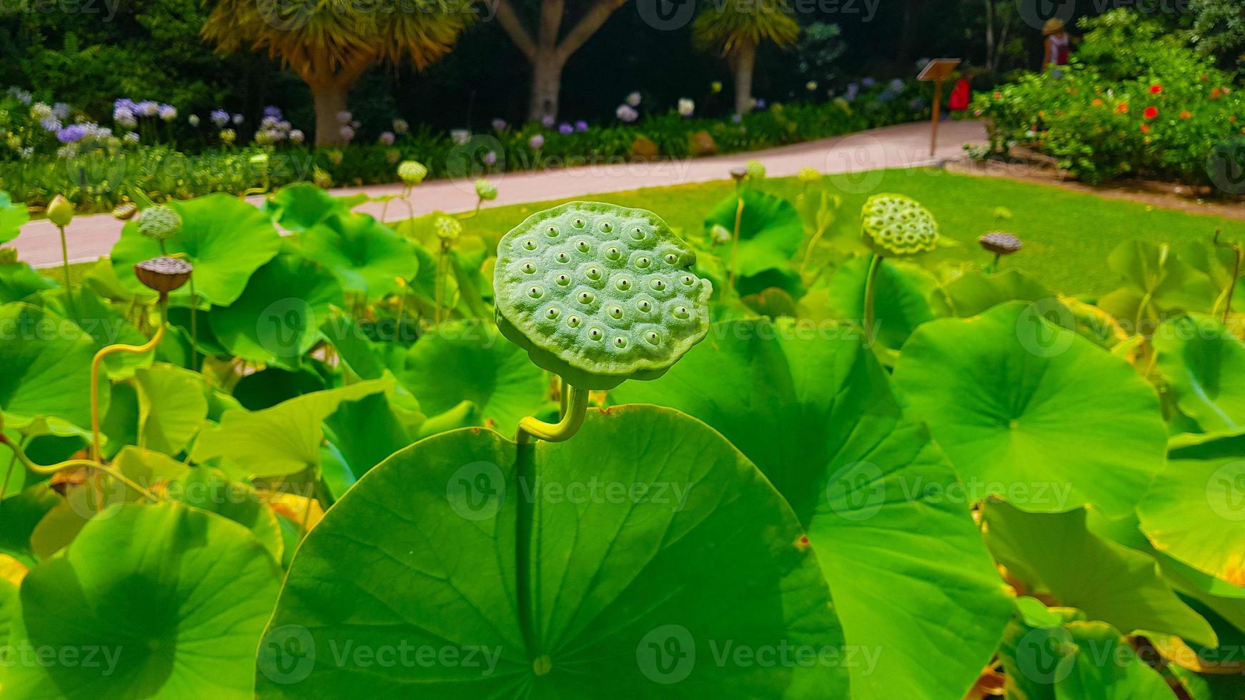 Amazing fruit of the lotus flower photo