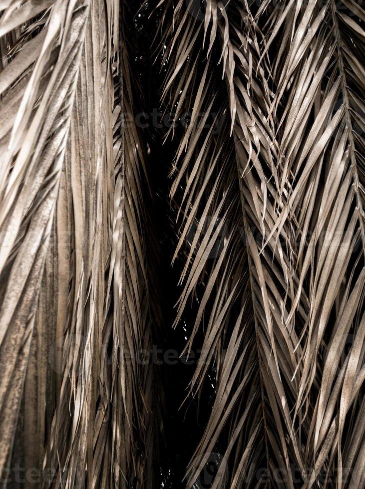 Brown strips of dry palm leaf parts. Abstract background photo