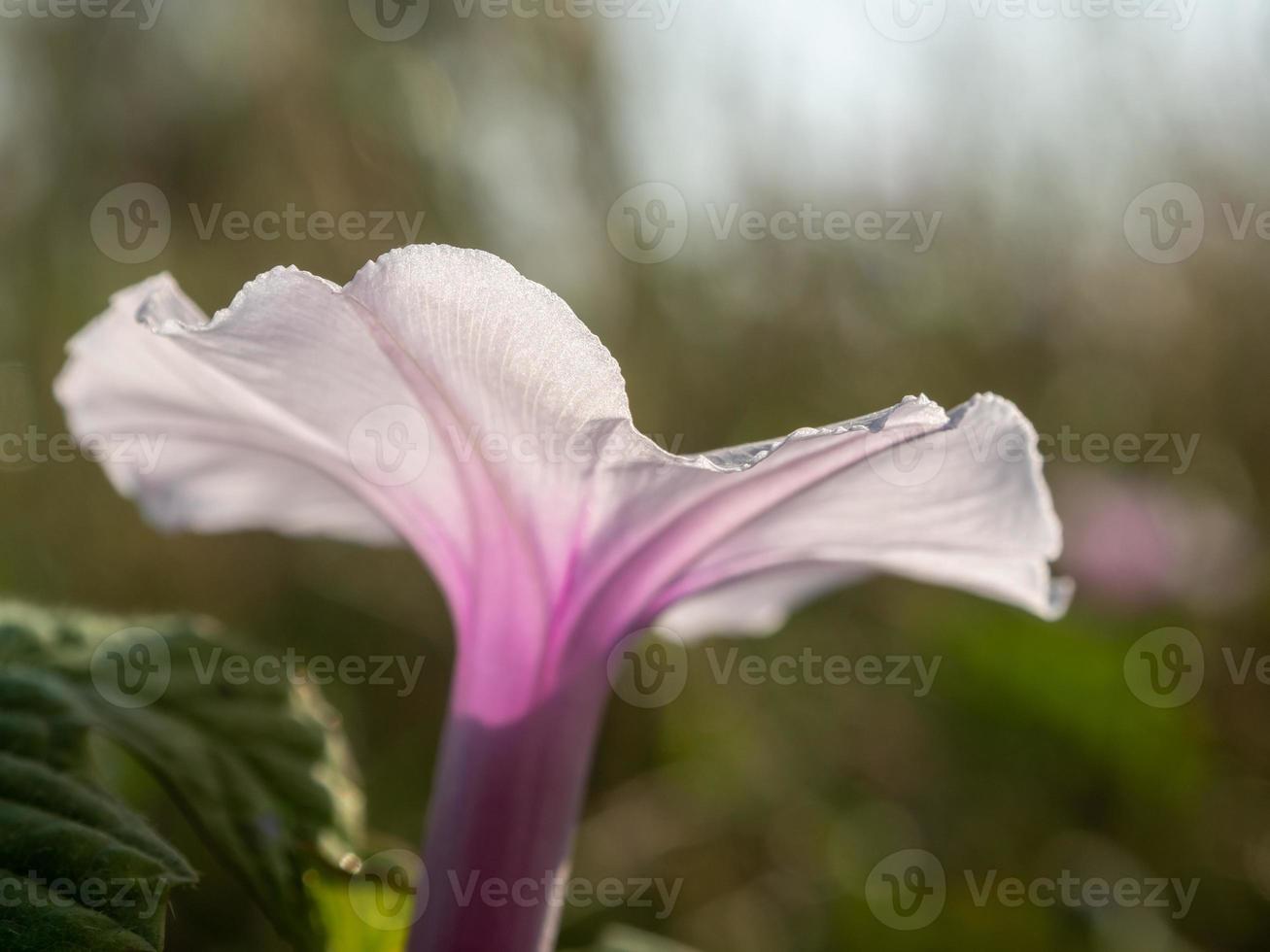 los delicados y débiles pétalos de la flor de la gloria de la mañana foto