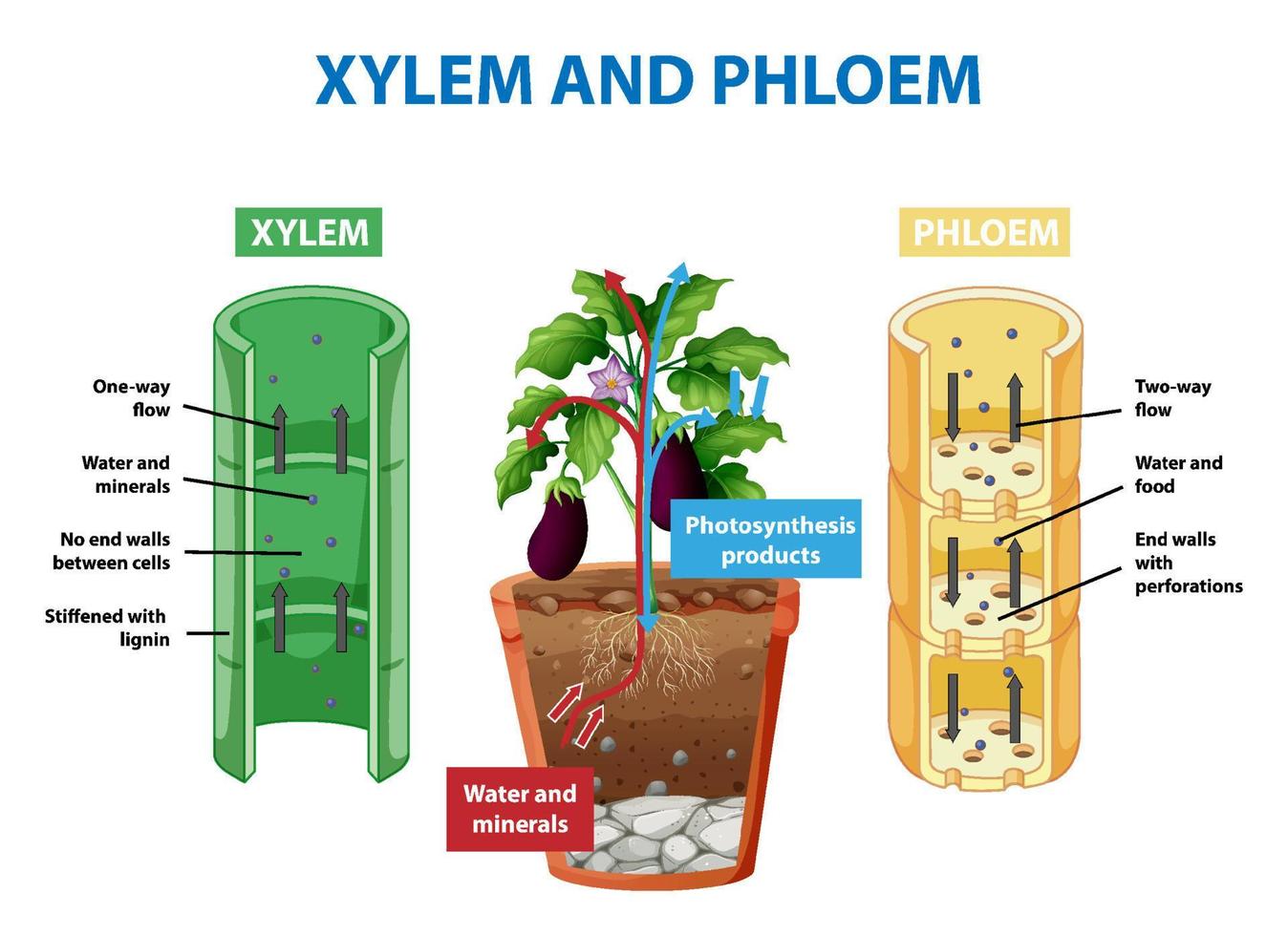 Diagram showing xylem and phloem in plant vector