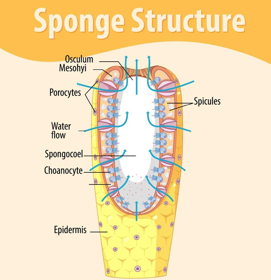 Diagram showing structure of sponge vector