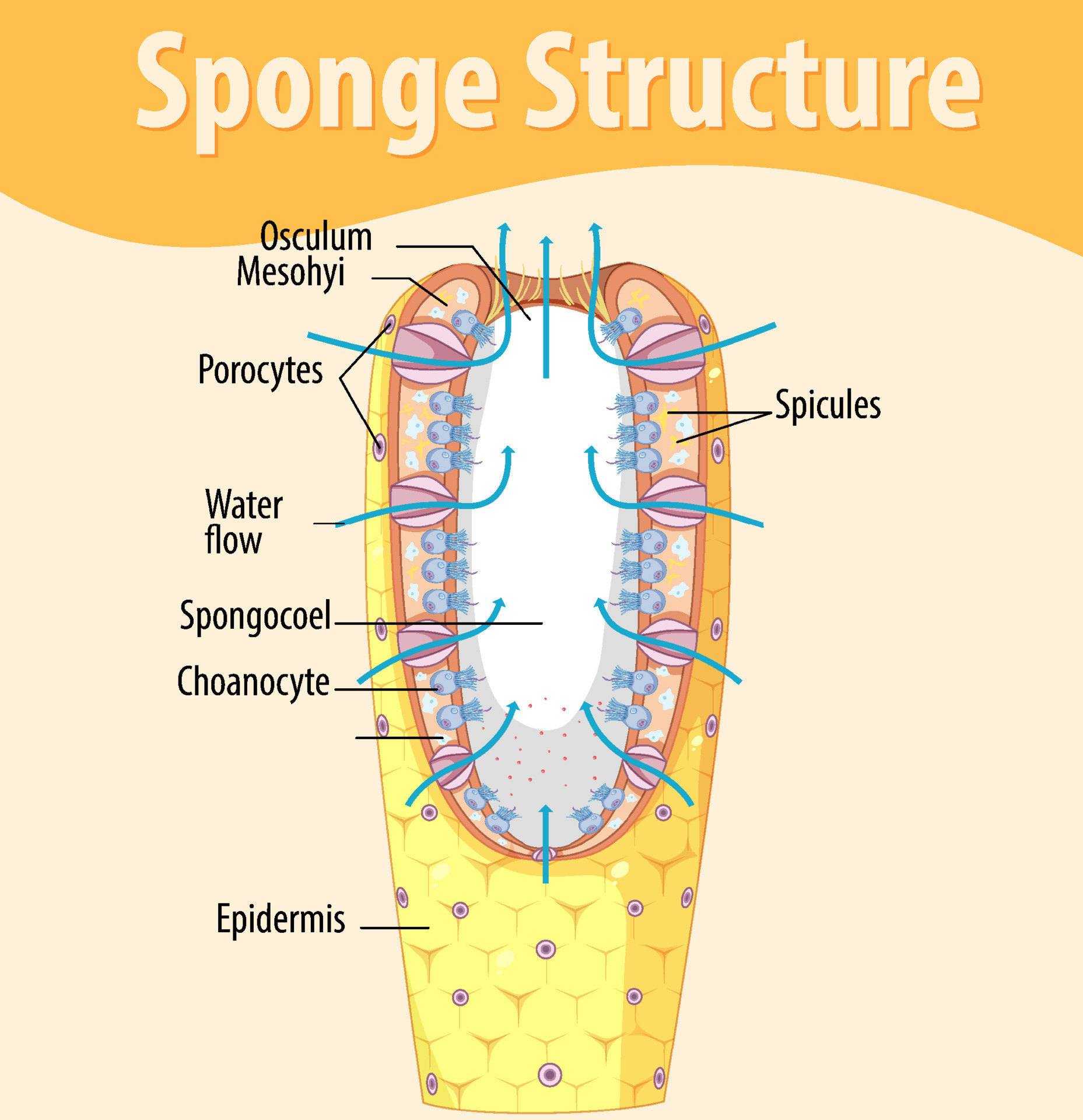 Diagram showing structure of sponge 7207048 Vector Art at Vecteezy
