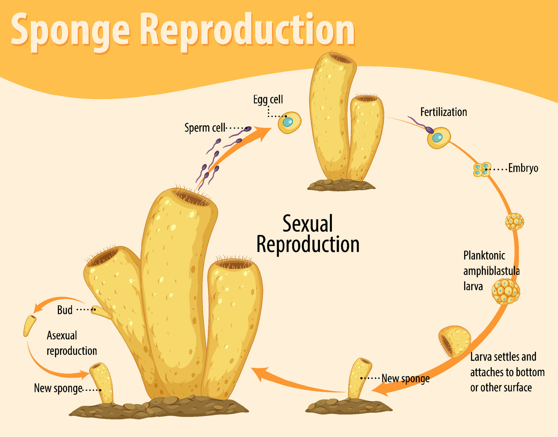 Diagram showing sponge reproduction 7207074 Vector Art at Vecteezy