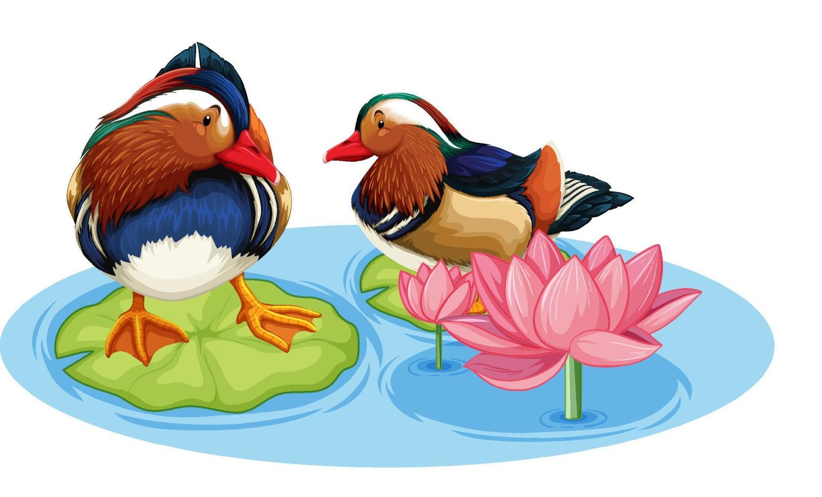 Two ducks in pond with lotus flower vector