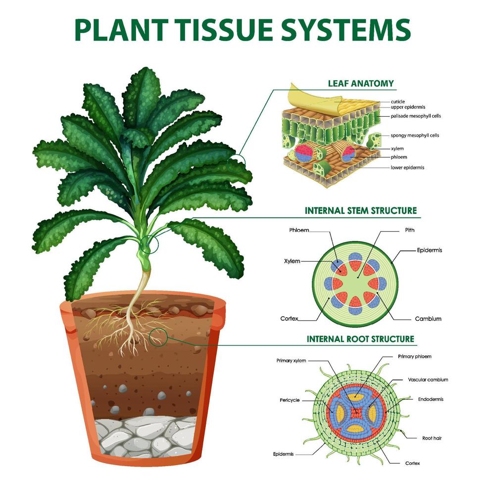 diagrama que muestra los sistemas de tejidos vegetales vector