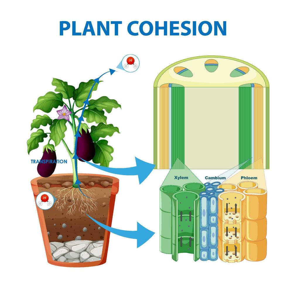Digram showing the movement of water in plants vector