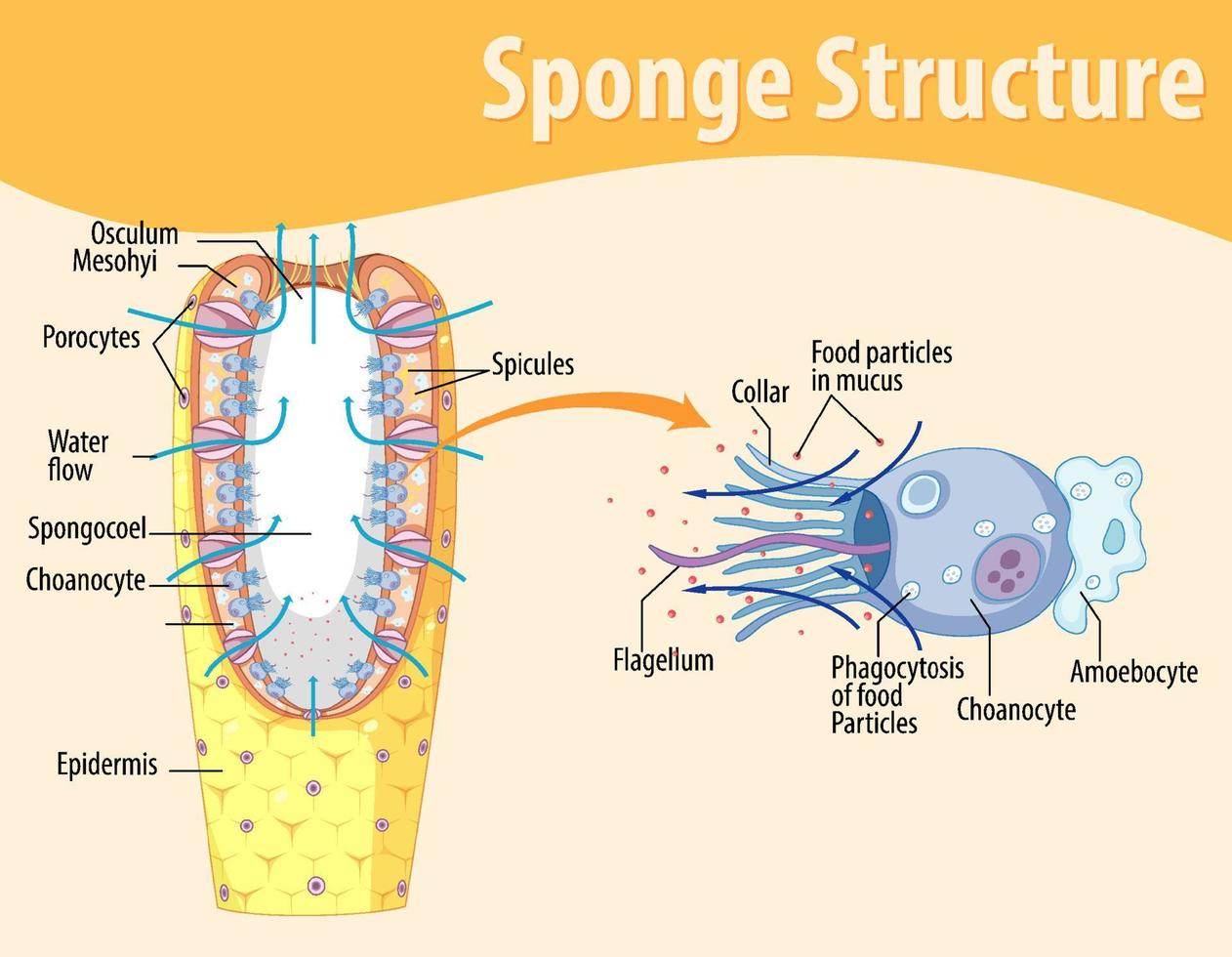 Diagram showing structure of sponge vector