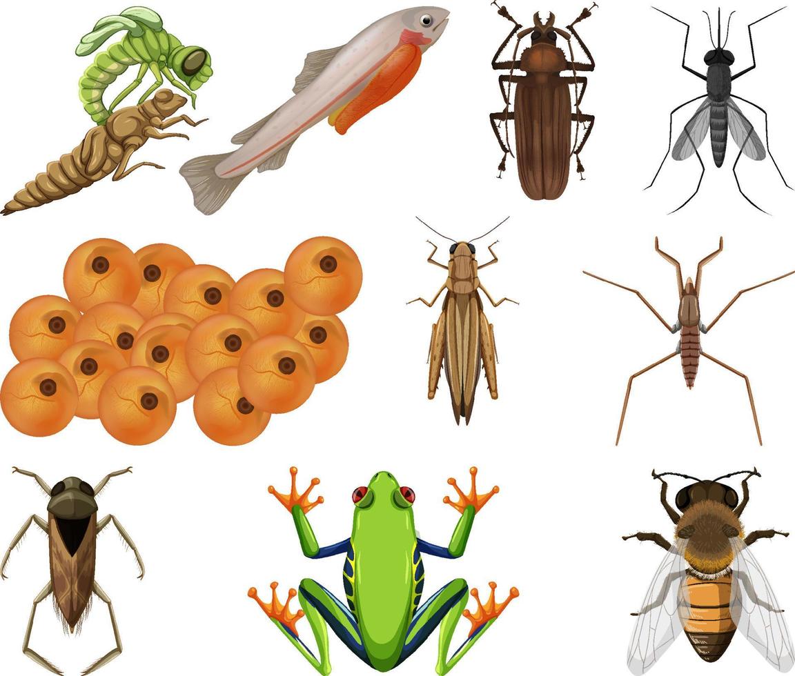 Different kinds of insects and animals on white background vector