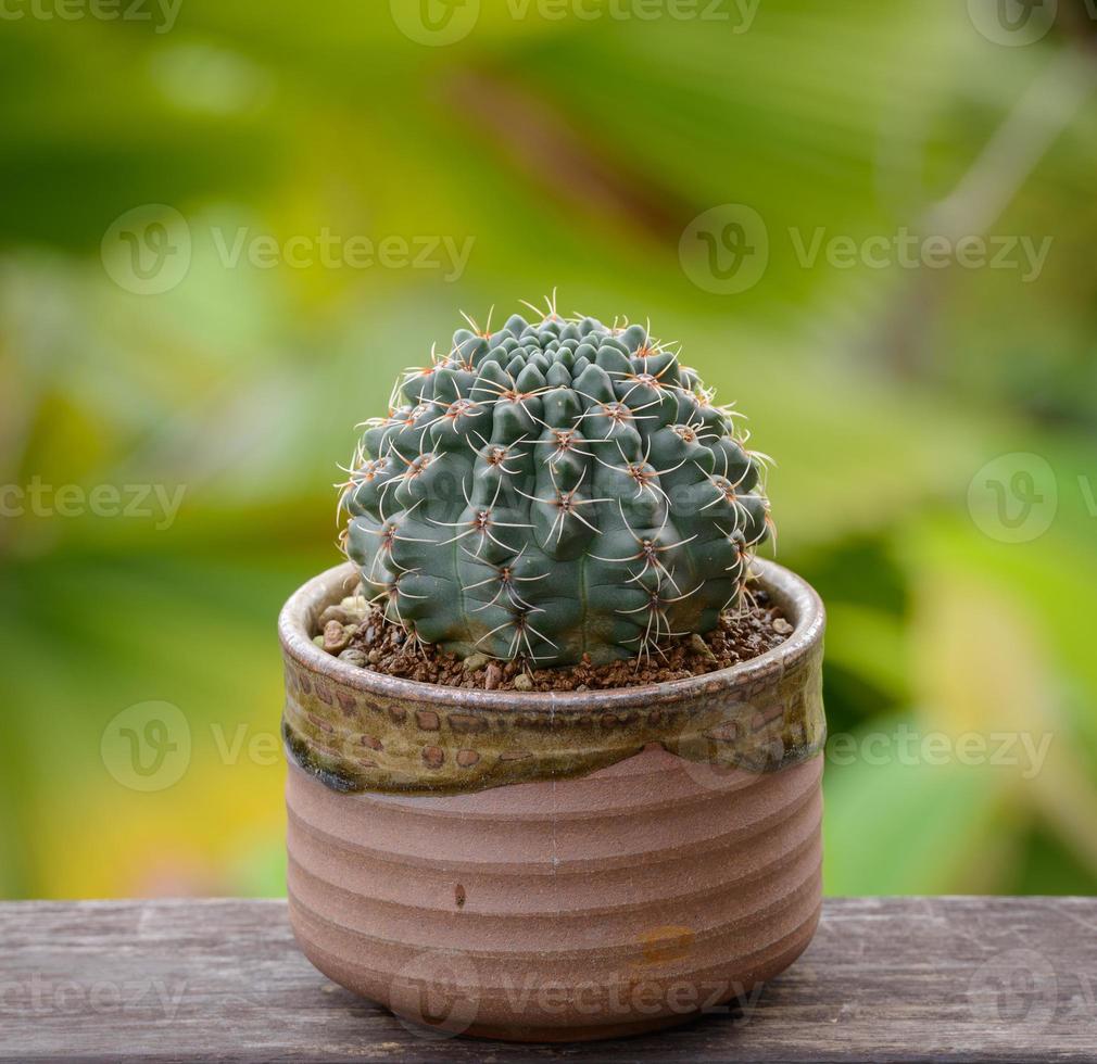 lophophora williamsii, cactus o árbol suculento en maceta sobre fondo rayado de madera foto