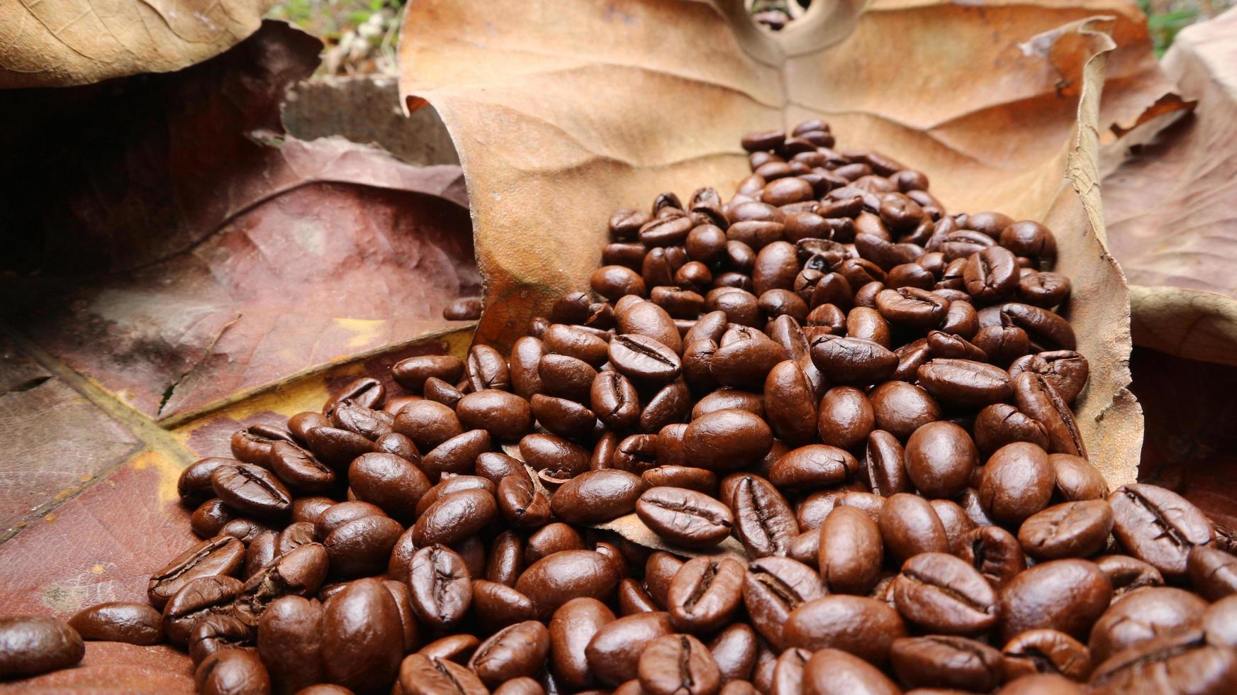 Coffee beans on dried teak leaves, brown background, texture photo