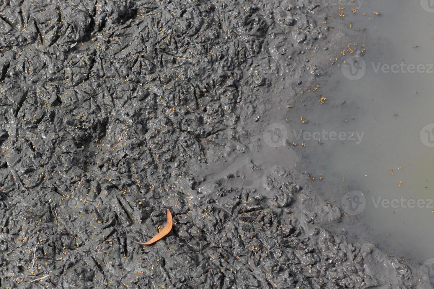 Bird footprint in the mud near puddle photo