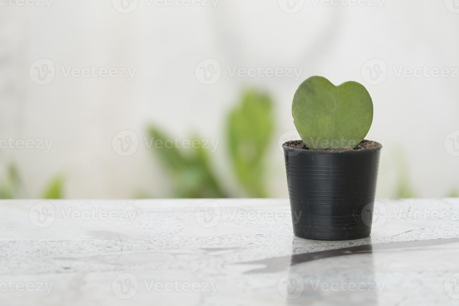 Heart shaped tree in pot placed on a marble table with copy space photo