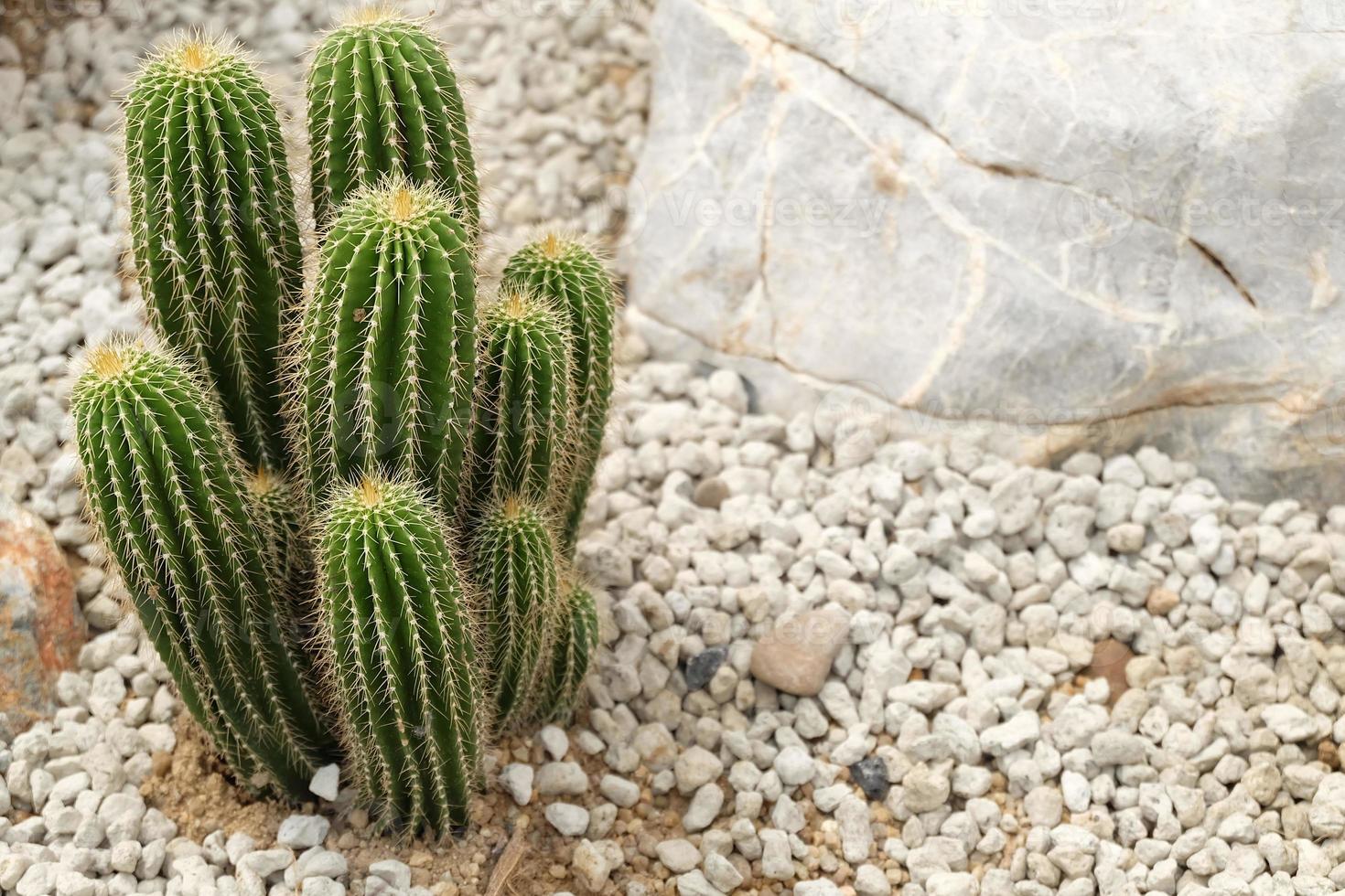 Cactus growing on sand and rocks with copy space, Cactaceae photo