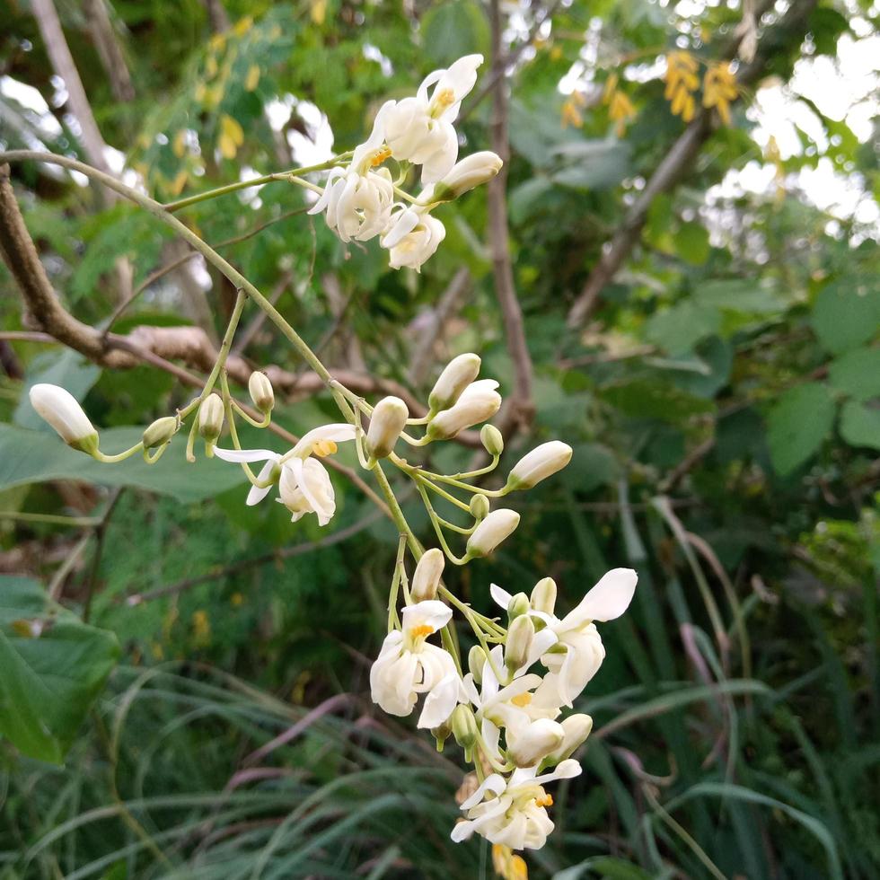close-up of Moringa flower photo