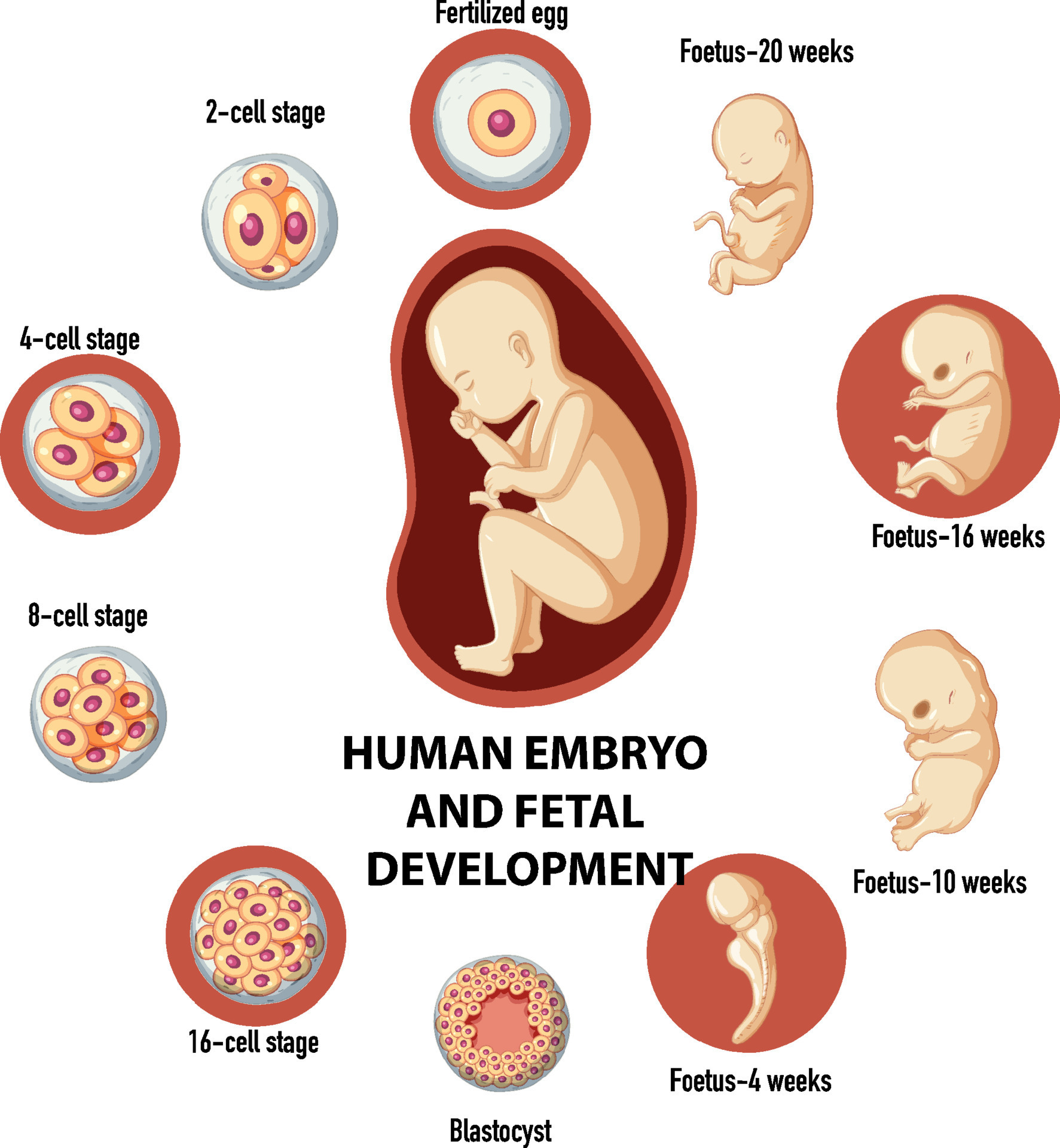 Human embryonic and fertilisation development in human infographic Human embryonic and fertilisation development in human infographic