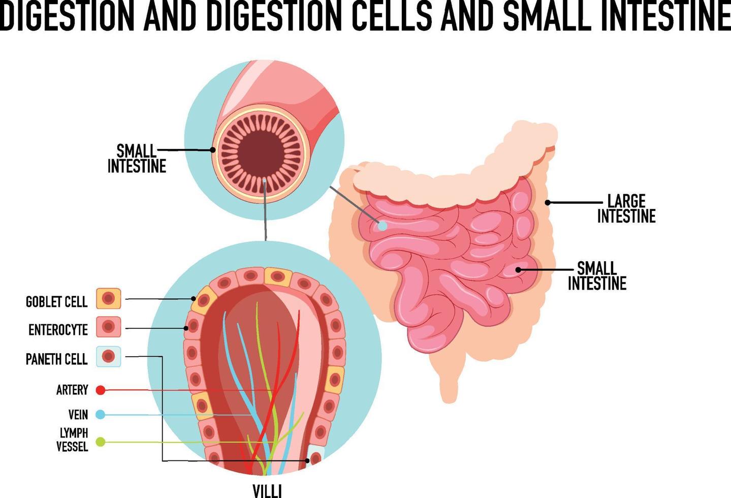 diagrama que muestra la digestión y las células en el intestino delgado vector