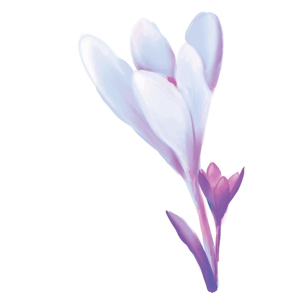 blooming crocus flower. Delicate planted saffron greeting cards for Mother's Day and Easter. vector