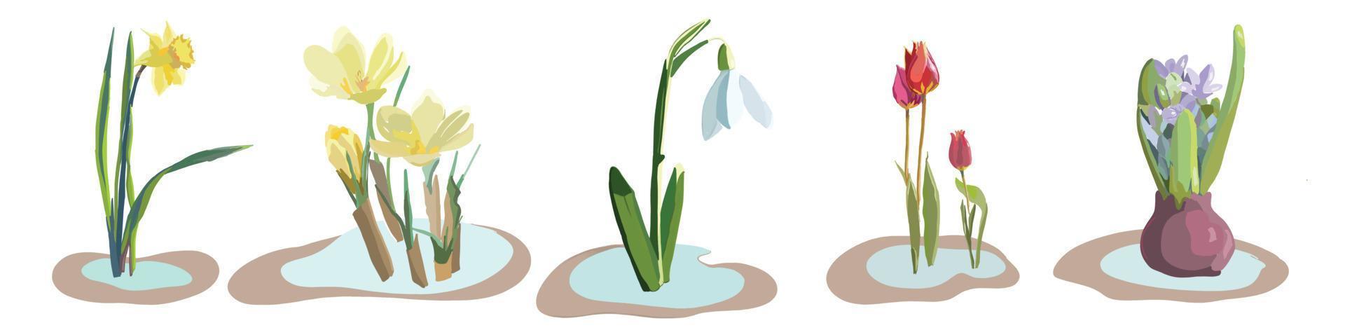 Set of spring flowers. Vector collection of Crocus, tulip, geocinth, narcissus, snowdro