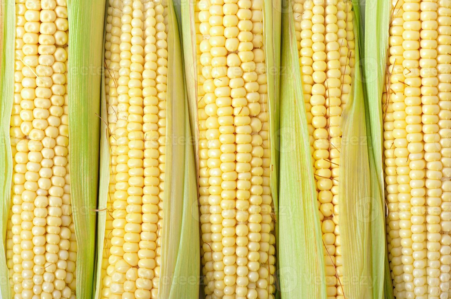 An ear of corn isolated on a white background photo