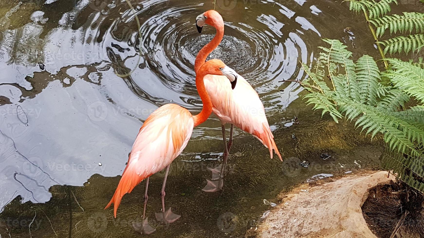 pareja de flamencos rosados en un estanque foto