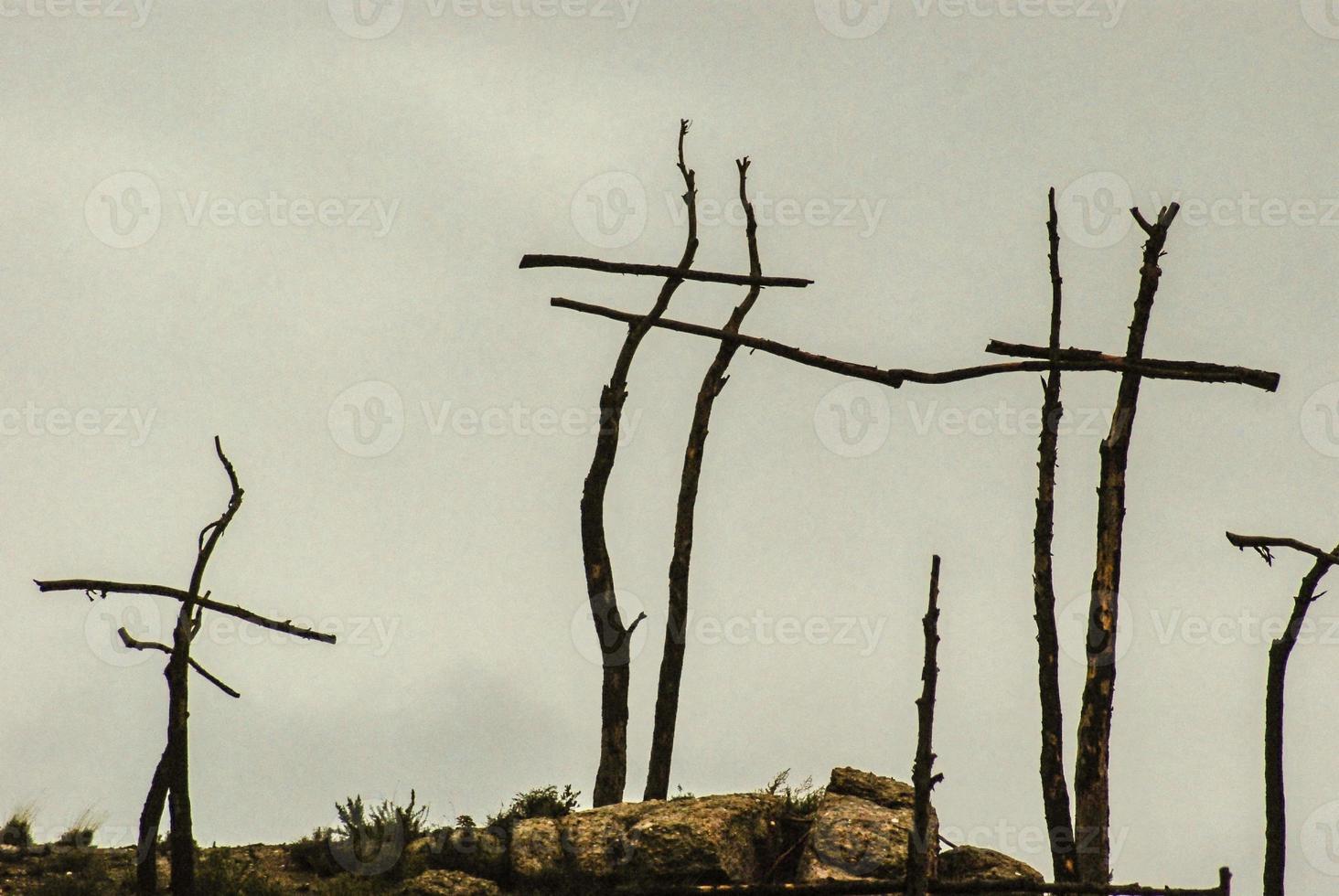 wooden crosses made with the remains of a forest fire to raise awareness photo