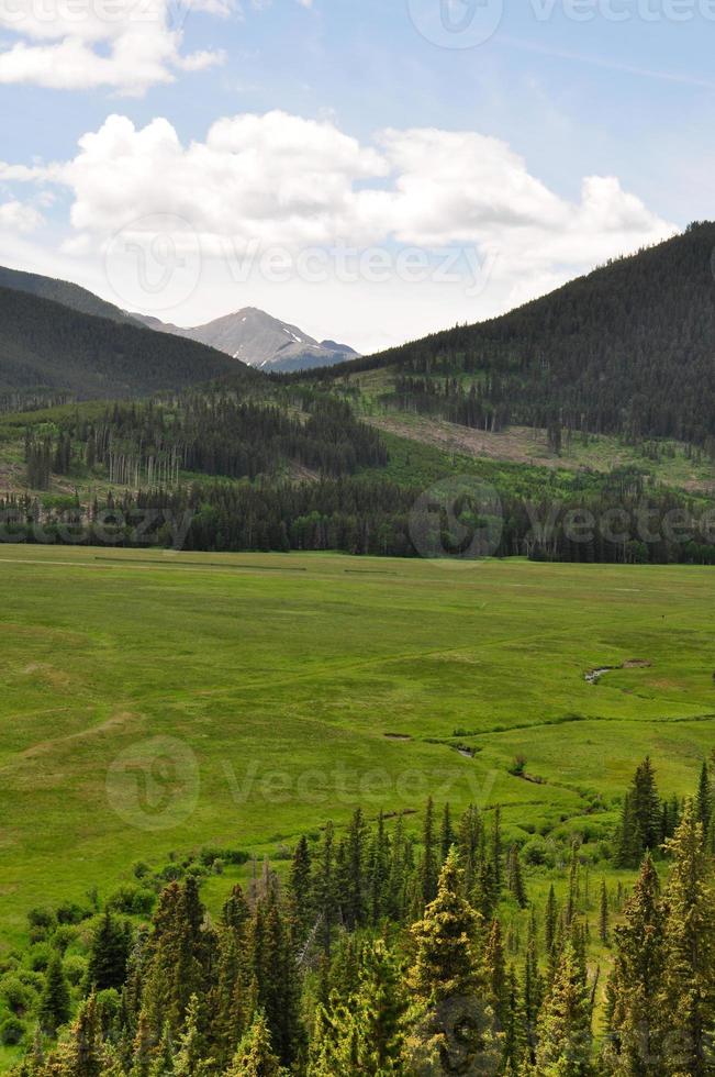 Lush Green Scenic Landscape with Pine Trees photo