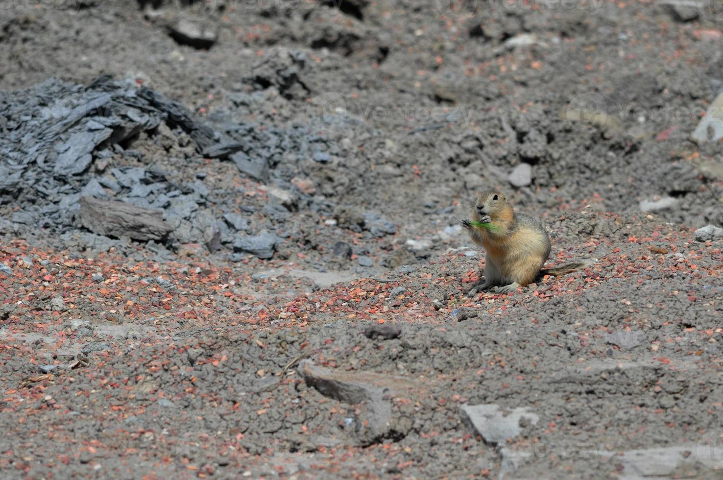 Prairie Dog on Gravel photo