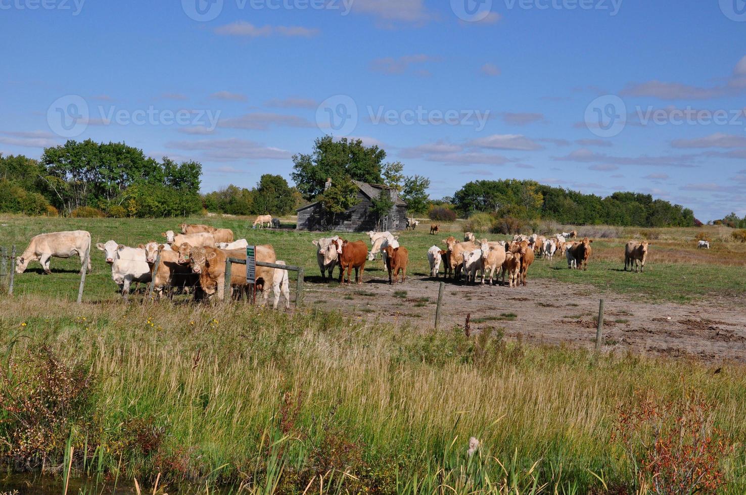 Curious herd of cattle approaches a fence photo