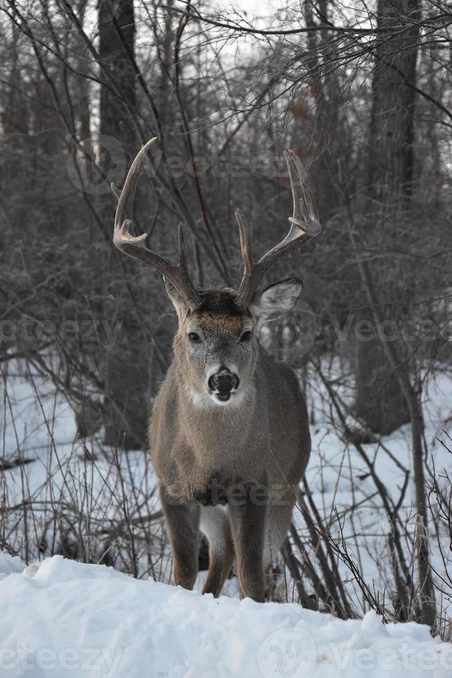 Lone Deer in Winter photo