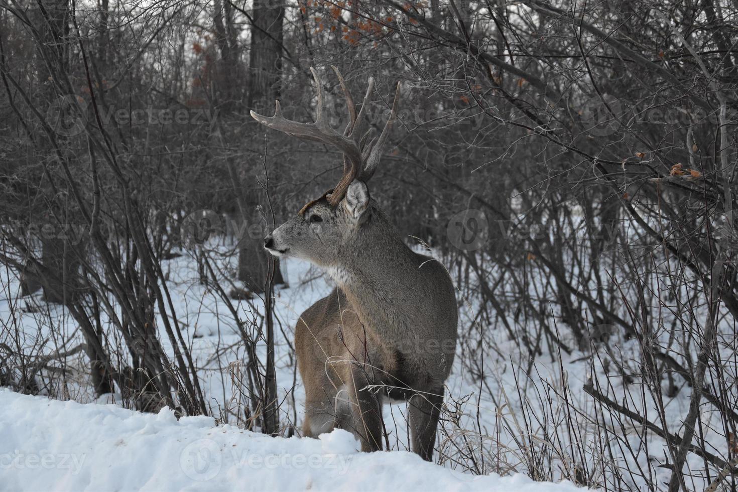 Lone Deer in Winter photo