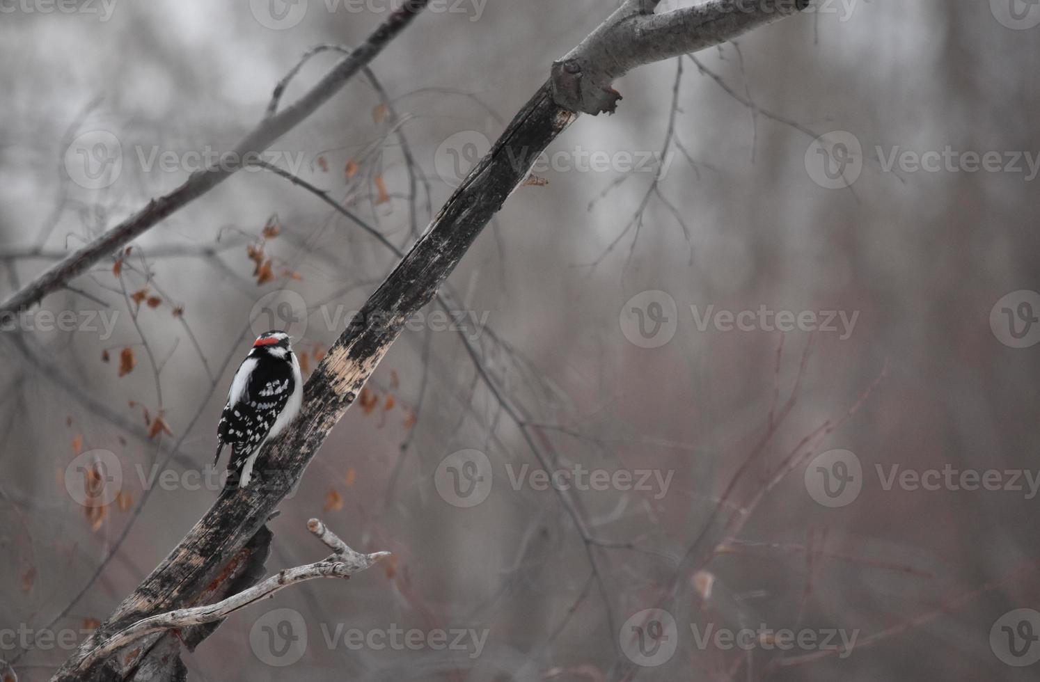 pájaro carpintero velloso sentado en un árbol foto
