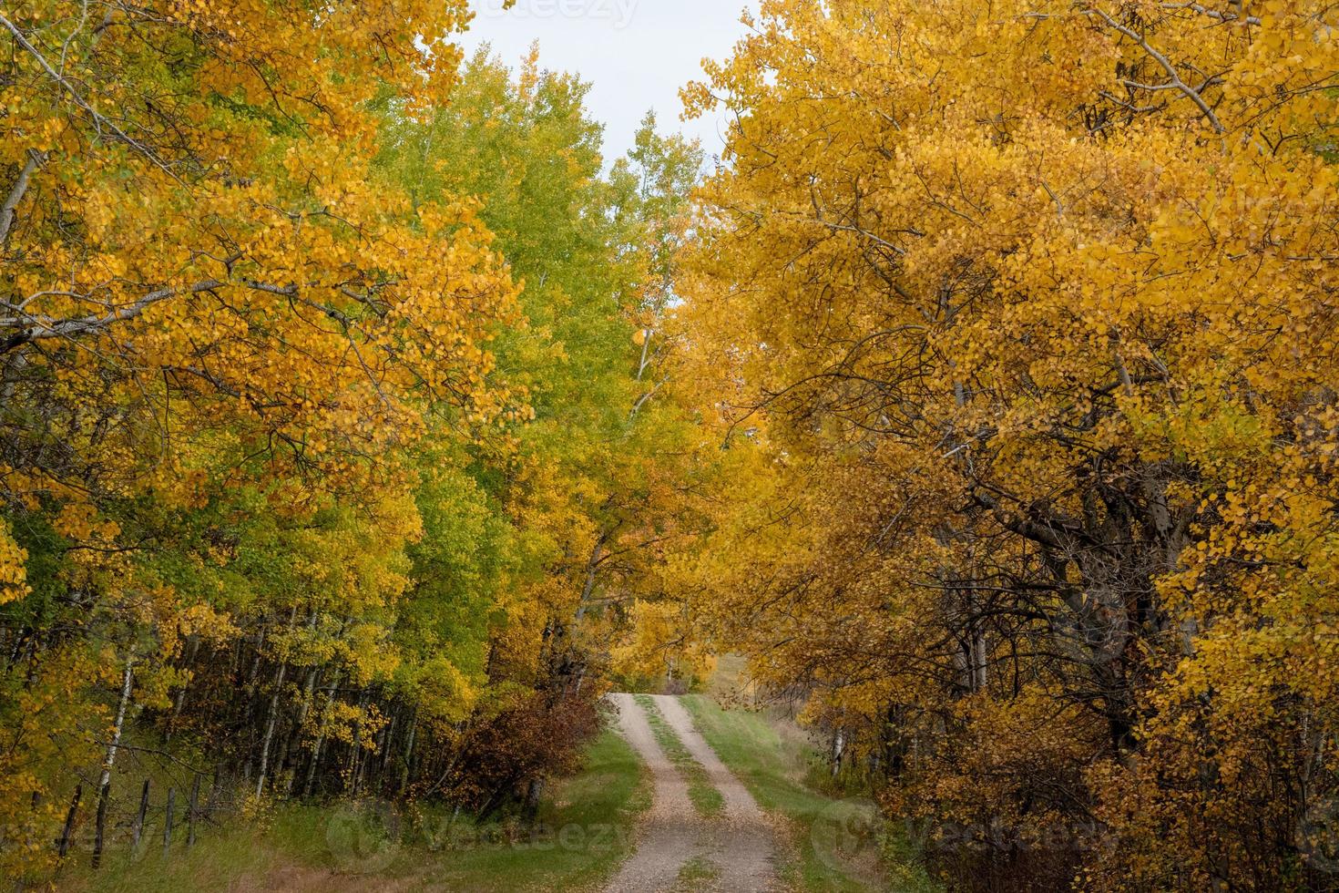 Back country road on the Canadian prairies in fall. photo