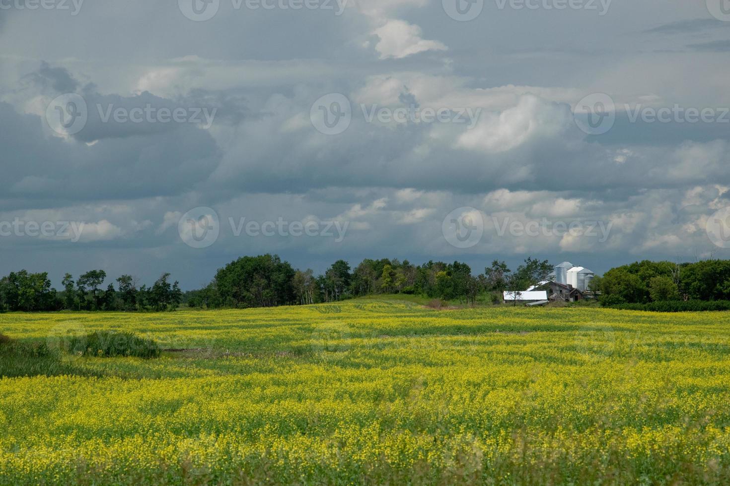 Farm and canola crops, Saskatchewan, Canada. photo