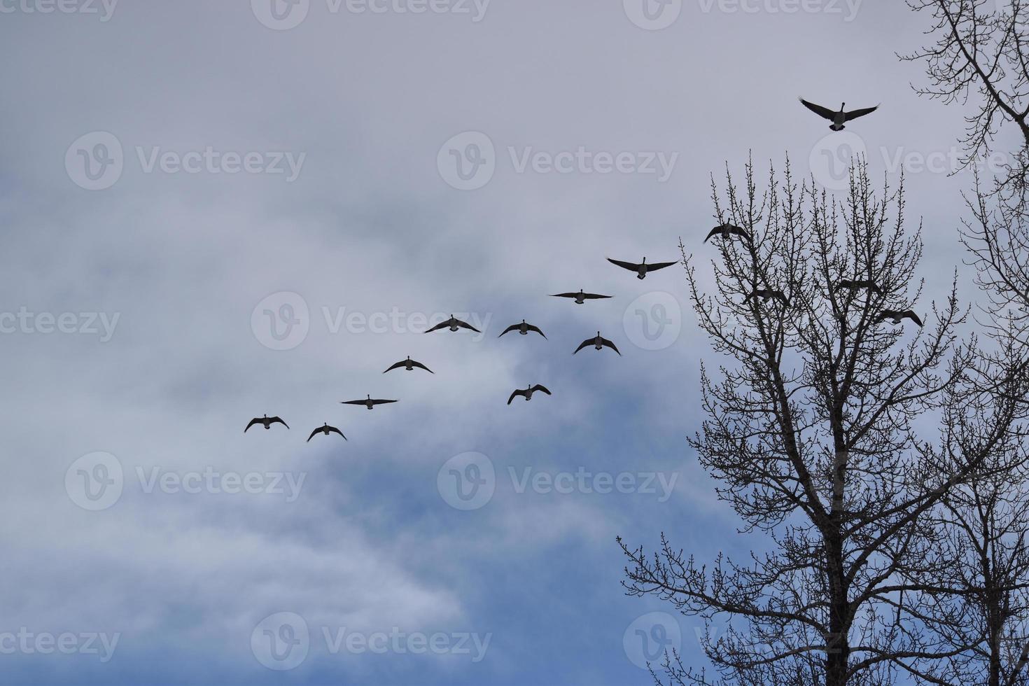 Multiple Canadian Geese Flying in Formation photo