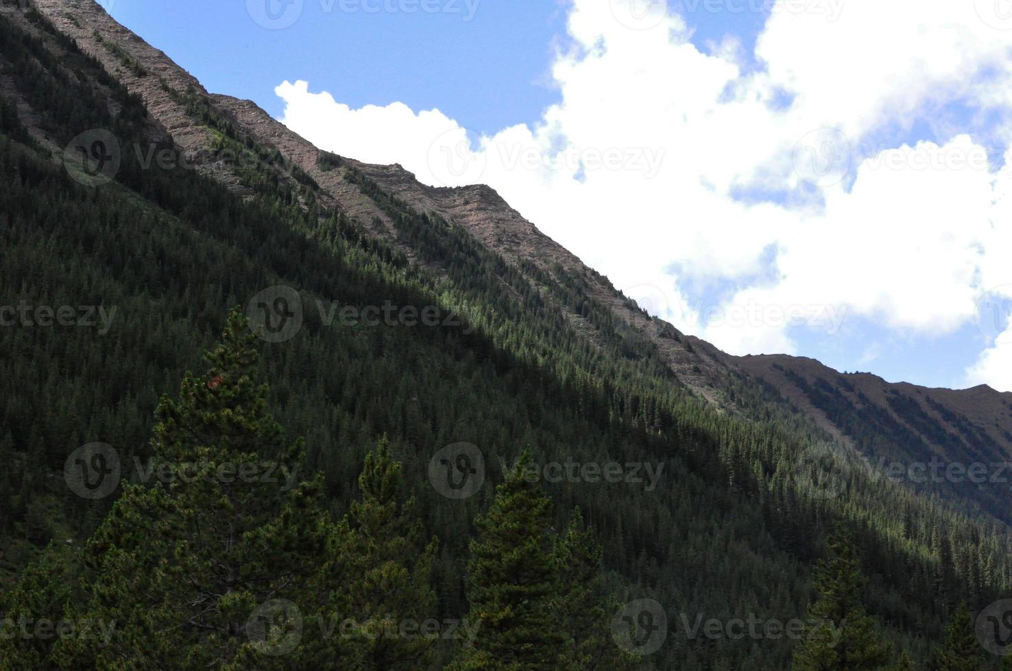 línea de árboles en la ladera de una montaña foto